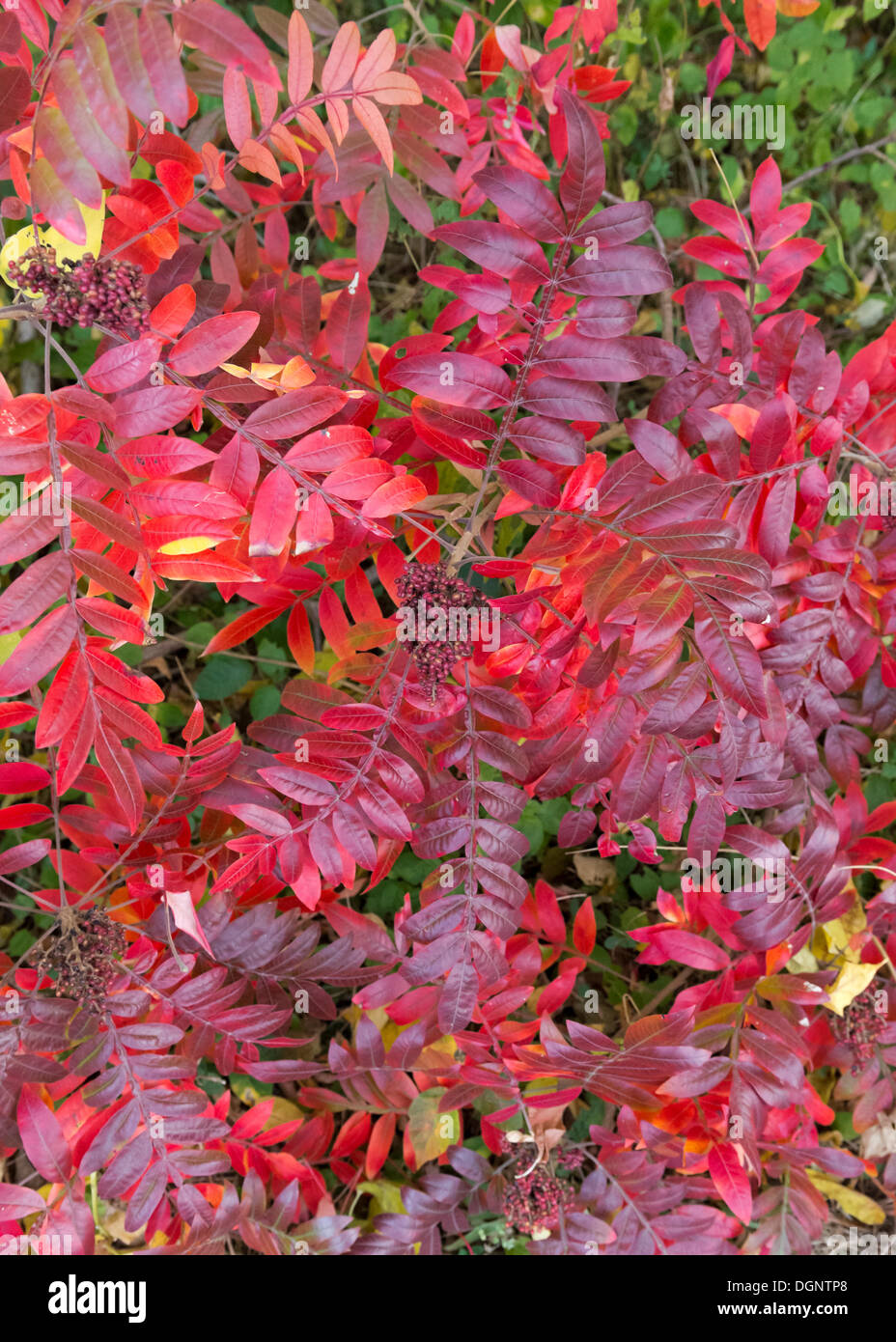 Old Westbury, New York, U.S. 23rd October 2013. Fall foliage arrives at North Shore of Long