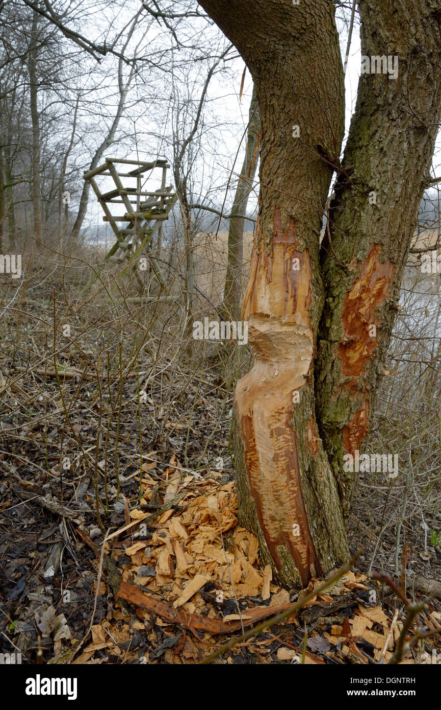 Beaver damage, Danube-Auen, Gross-Enzersdorf, Lower Austria, Austria Stock Photo