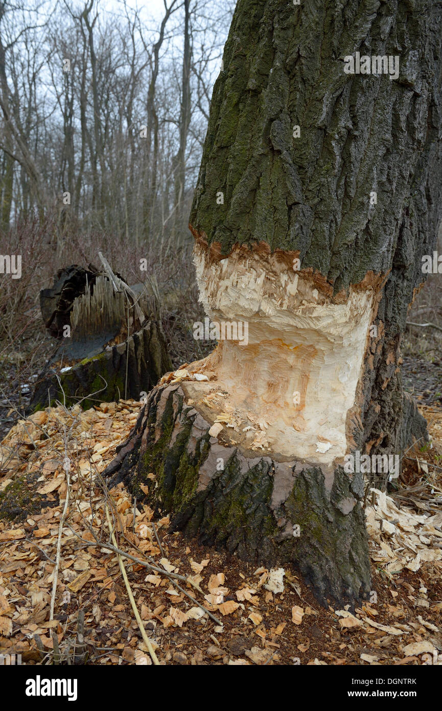 Beaver damage, Danube-Auen, Gross-Enzersdorf, Lower Austria, Austria Stock Photo