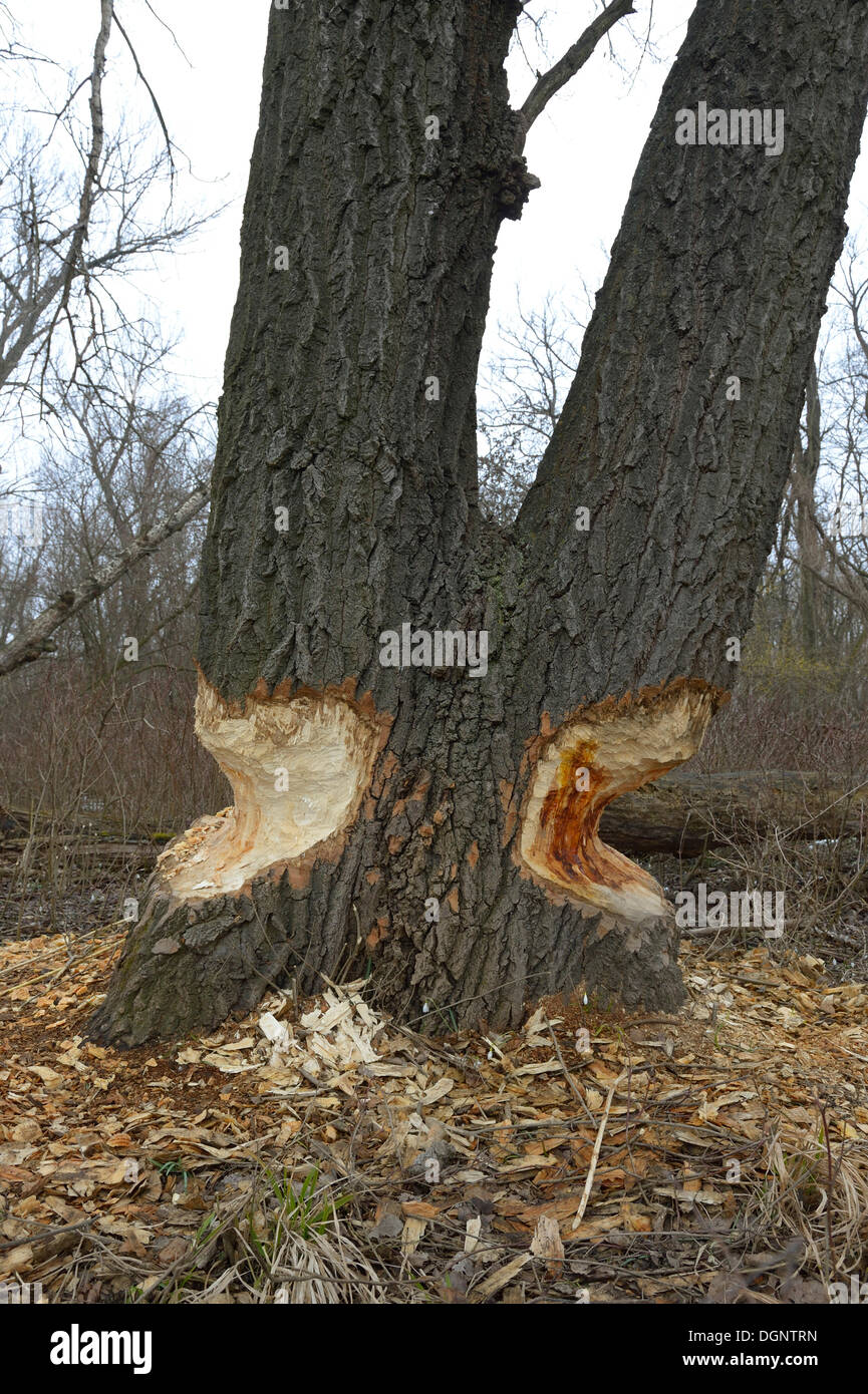 Beaver damage, Danube-Auen, Gross-Enzersdorf, Lower Austria, Austria Stock Photo