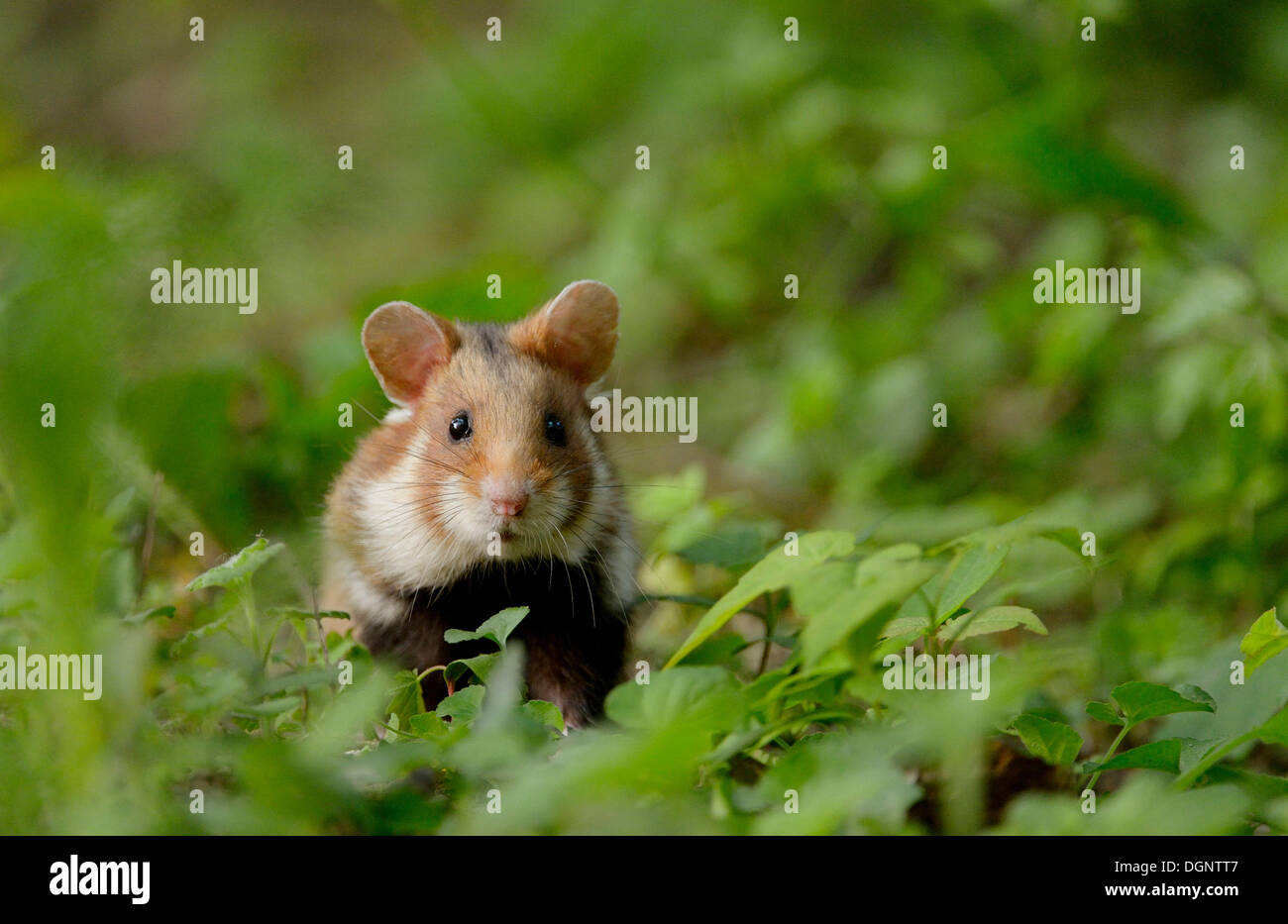 Black-bellied Hamster or Common Hamster (Cricetus cricetus), Vienna, Vienna State, Austria Stock Photo