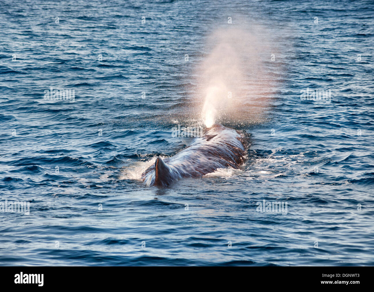 Kaikoura, New Zealand. Locally living Sperm Whale nicknamed 'Manu' surfaced and blowing rainbow jet of water. Stock Photo