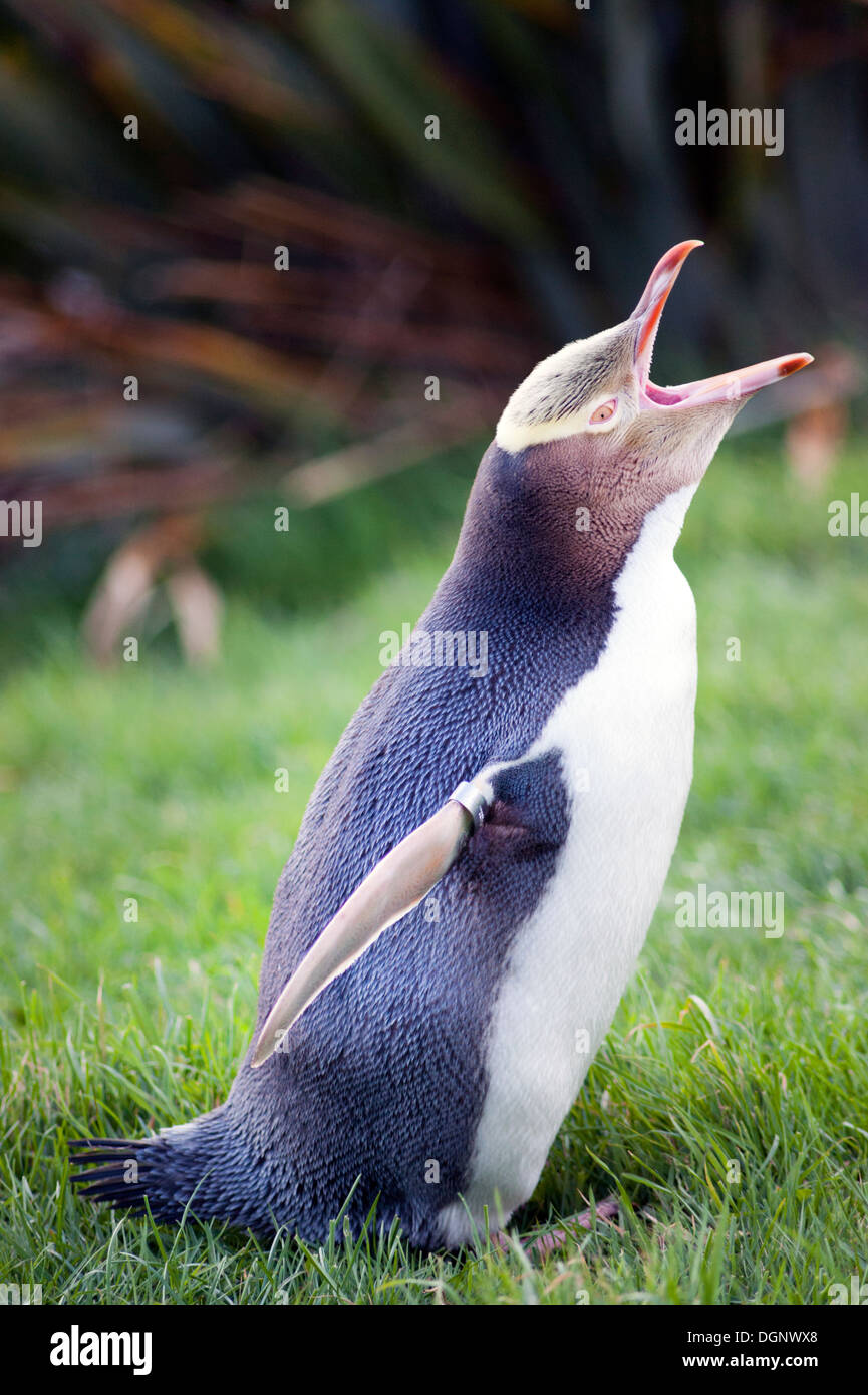 Young Yellow Eyed Penguin, Otago Peninsula, Dunedin, New Zealand Stock