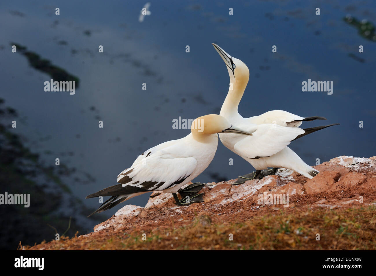 northern-gannet-morus-bassanus-preening-its-partner-in-the-breeding