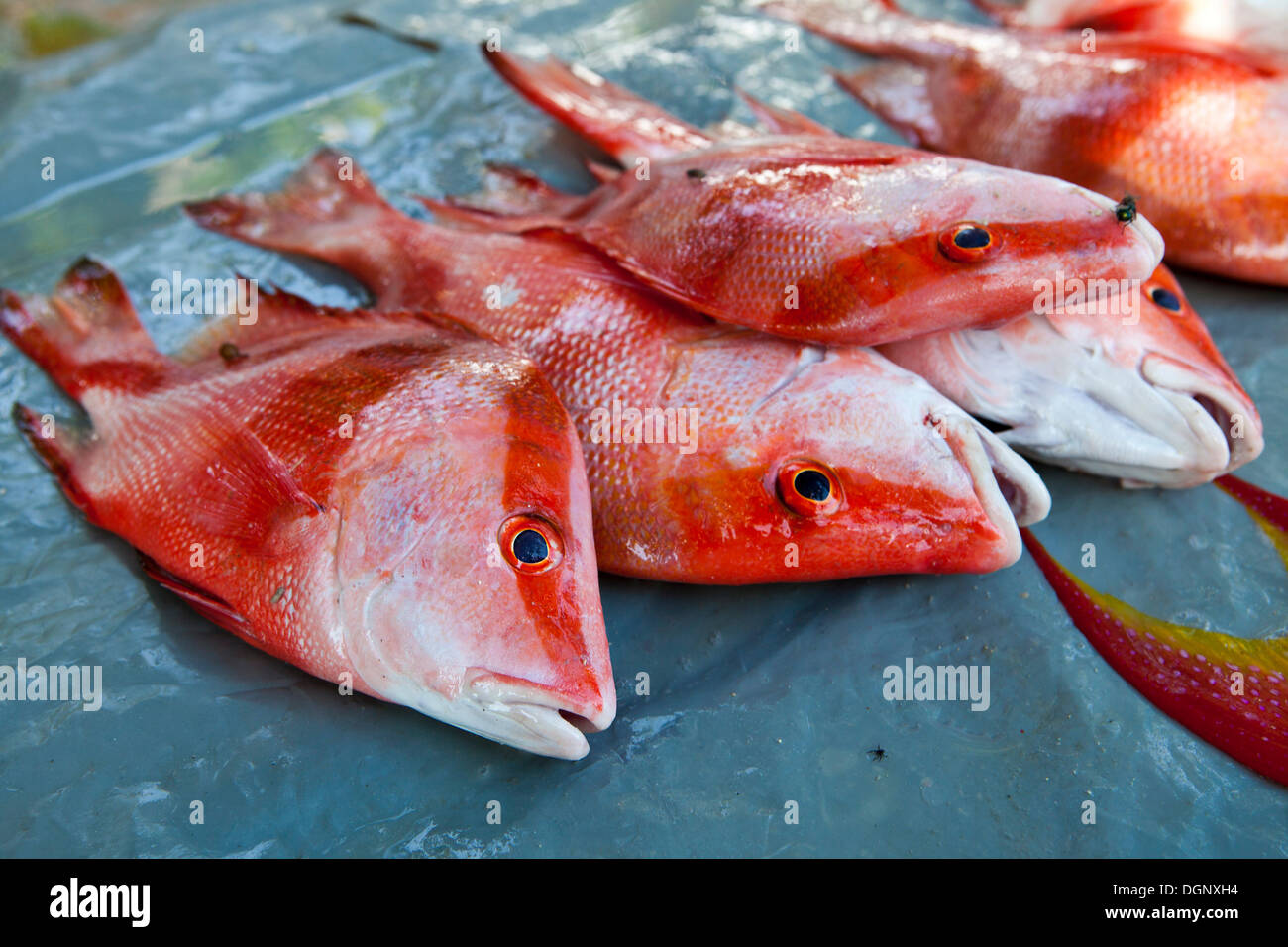 Fish for sale, fish market at the Anse Royale, Mahe, Seychelles, Africa