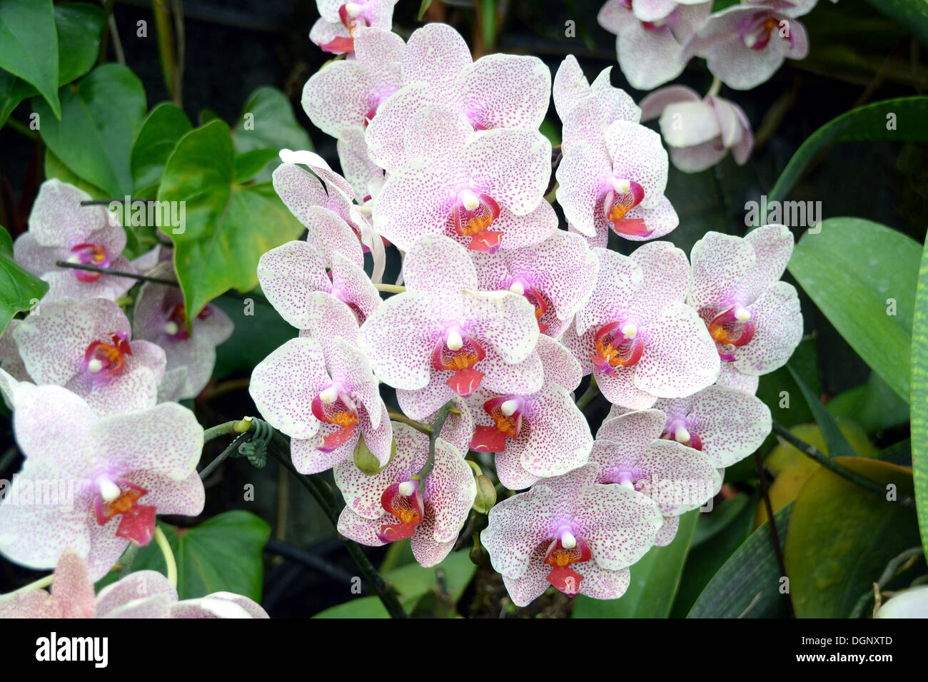 flowers in bloom at Gardens by the Bay Singapore Stock Photo Alamy