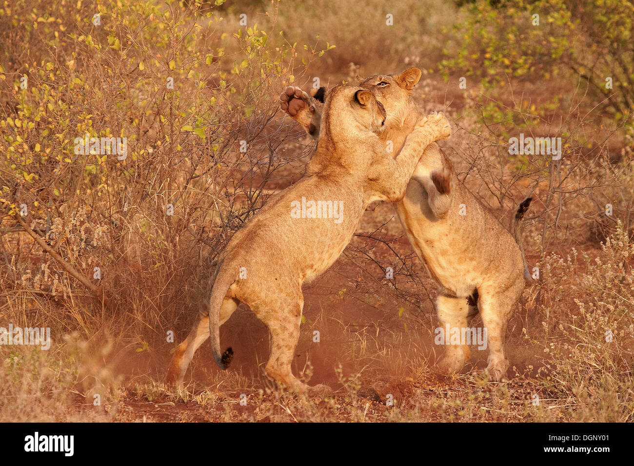 Playing lions (Panthera leo), Tsavo East National Park, Tyrol, Kenya Stock Photo