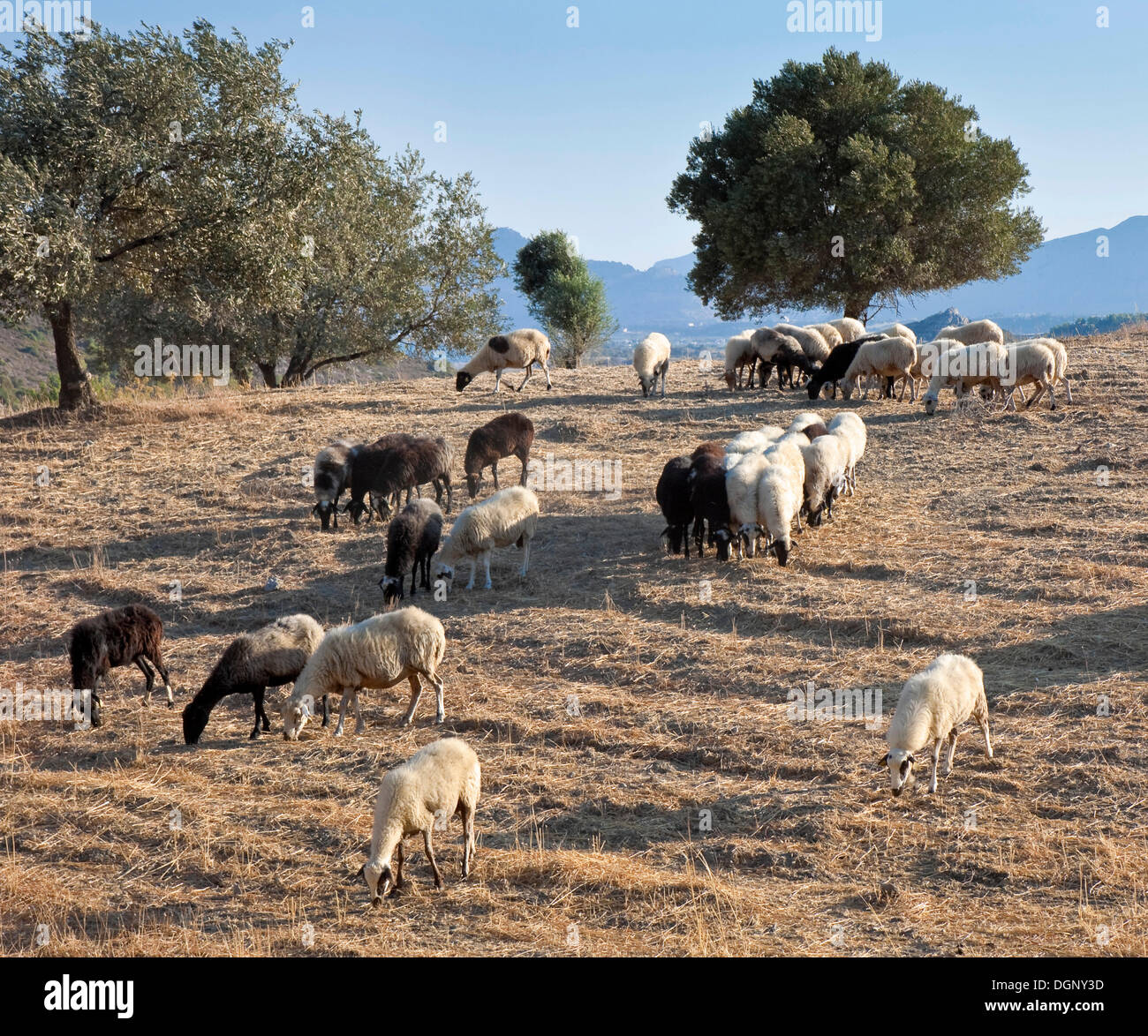 Grazing sheep near Faliraki, Rhodes Island, Greece, Southern Europe, Europe Stock Photo