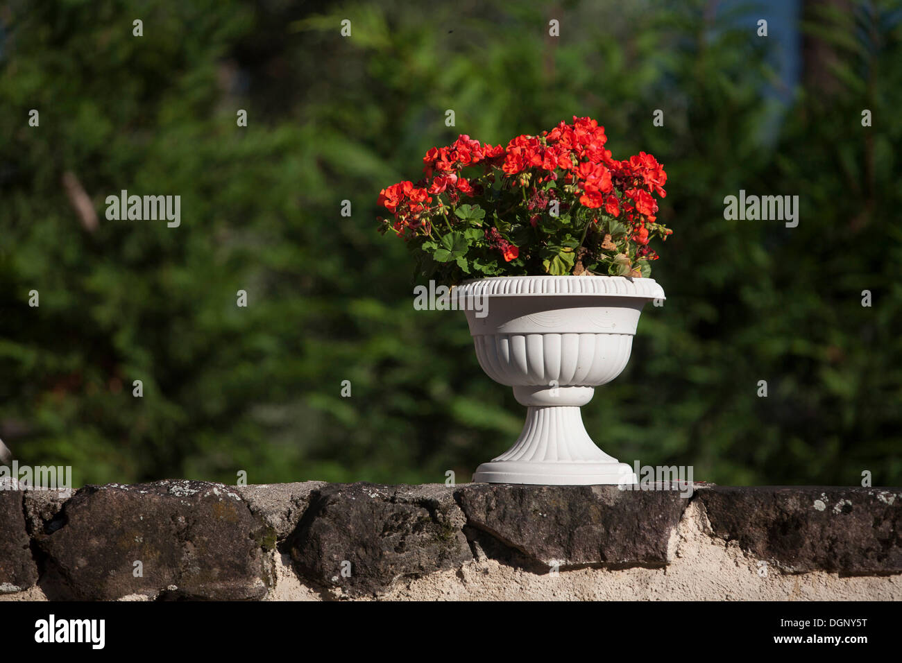 Geraniums growing in a pot Stock Photo Alamy