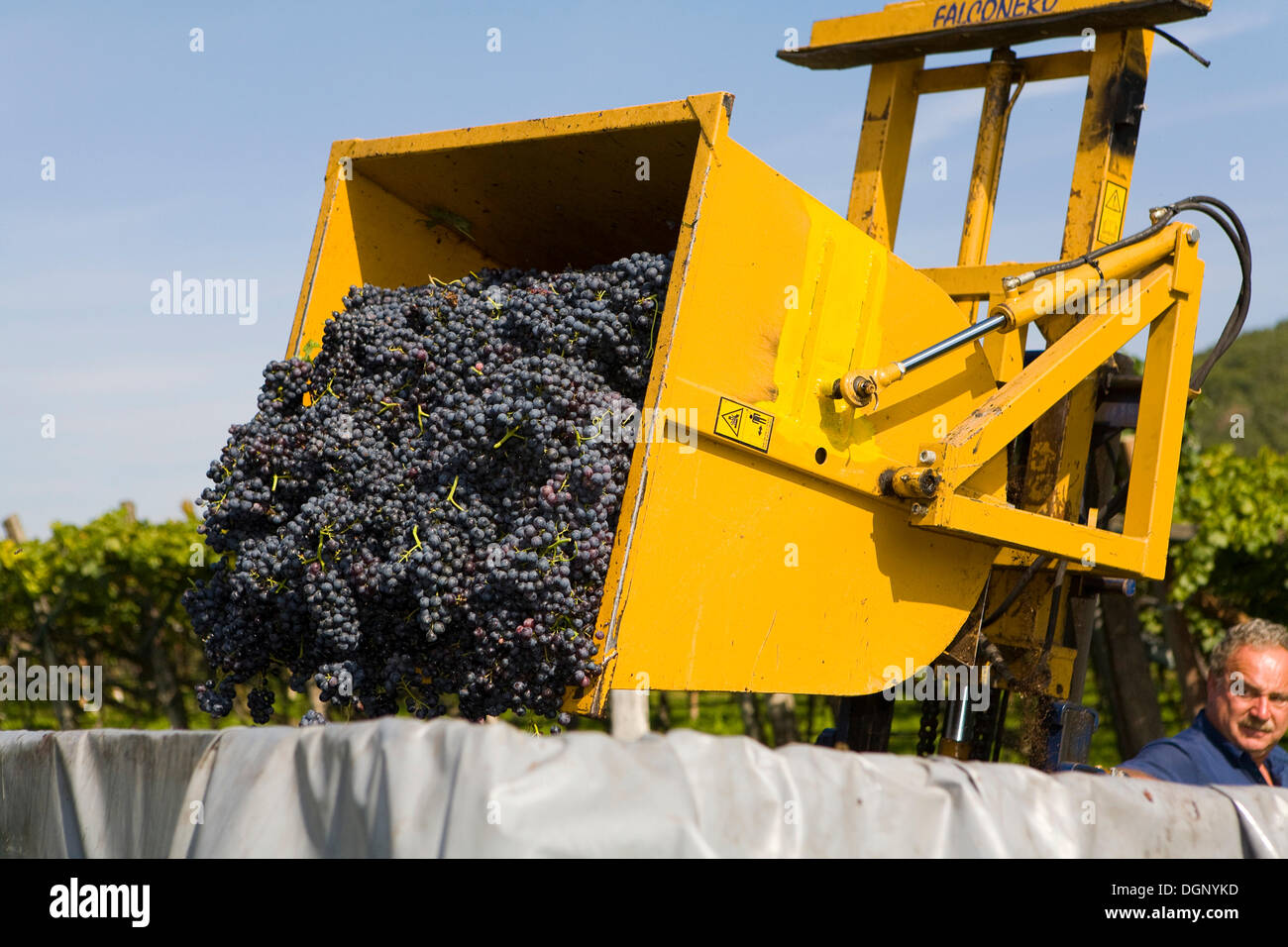 Grape harvest, province of Bolzano-Bozen, Italy, Europe Stock Photo