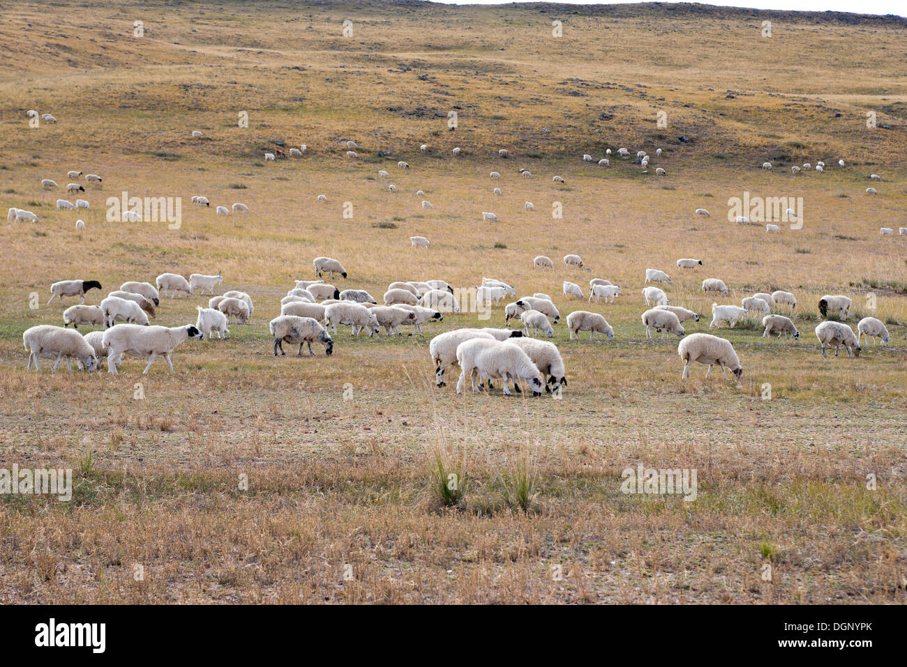 Flock of sheep grazing on a field in the countryside of Neimenggu Stock ...