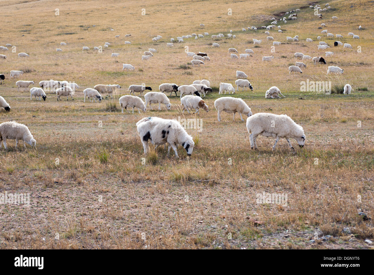 Flock of sheep grazing on a field in the countryside of Neimenggu Stock ...