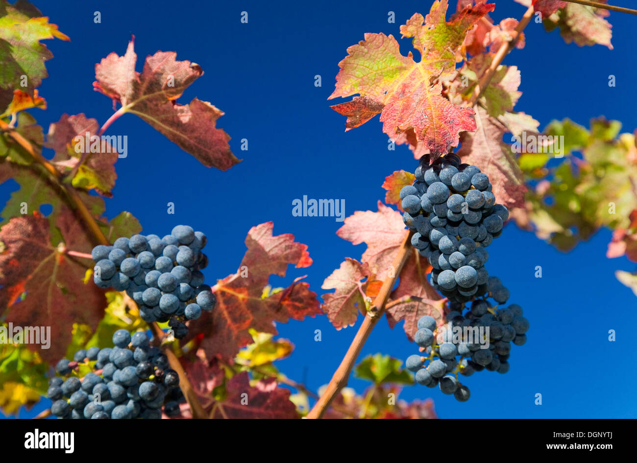 Red wine grapes Stock Photo Alamy