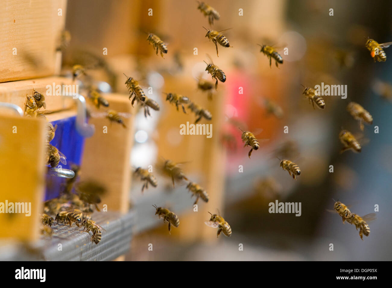 Bees swarming, beehive, beekeeping Stock Photo Alamy