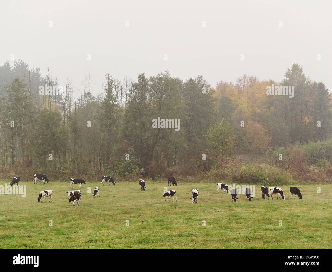 Cows are eating grass on the country meadow Stock Photo - Alamy