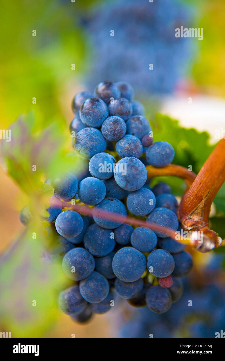 Red wine grapes Stock Photo Alamy