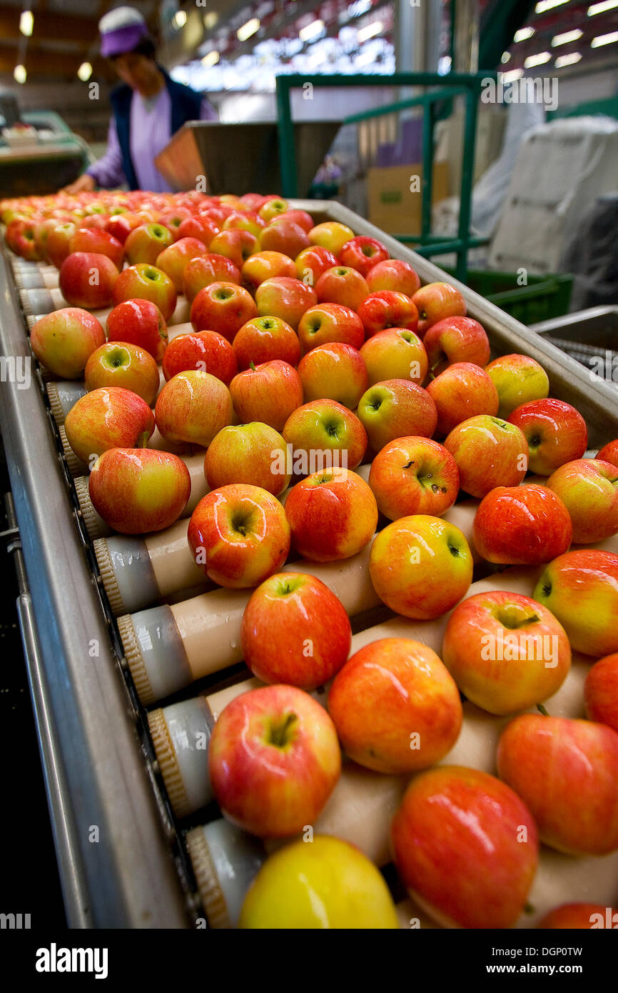 Processing of apples Stock Photo Alamy