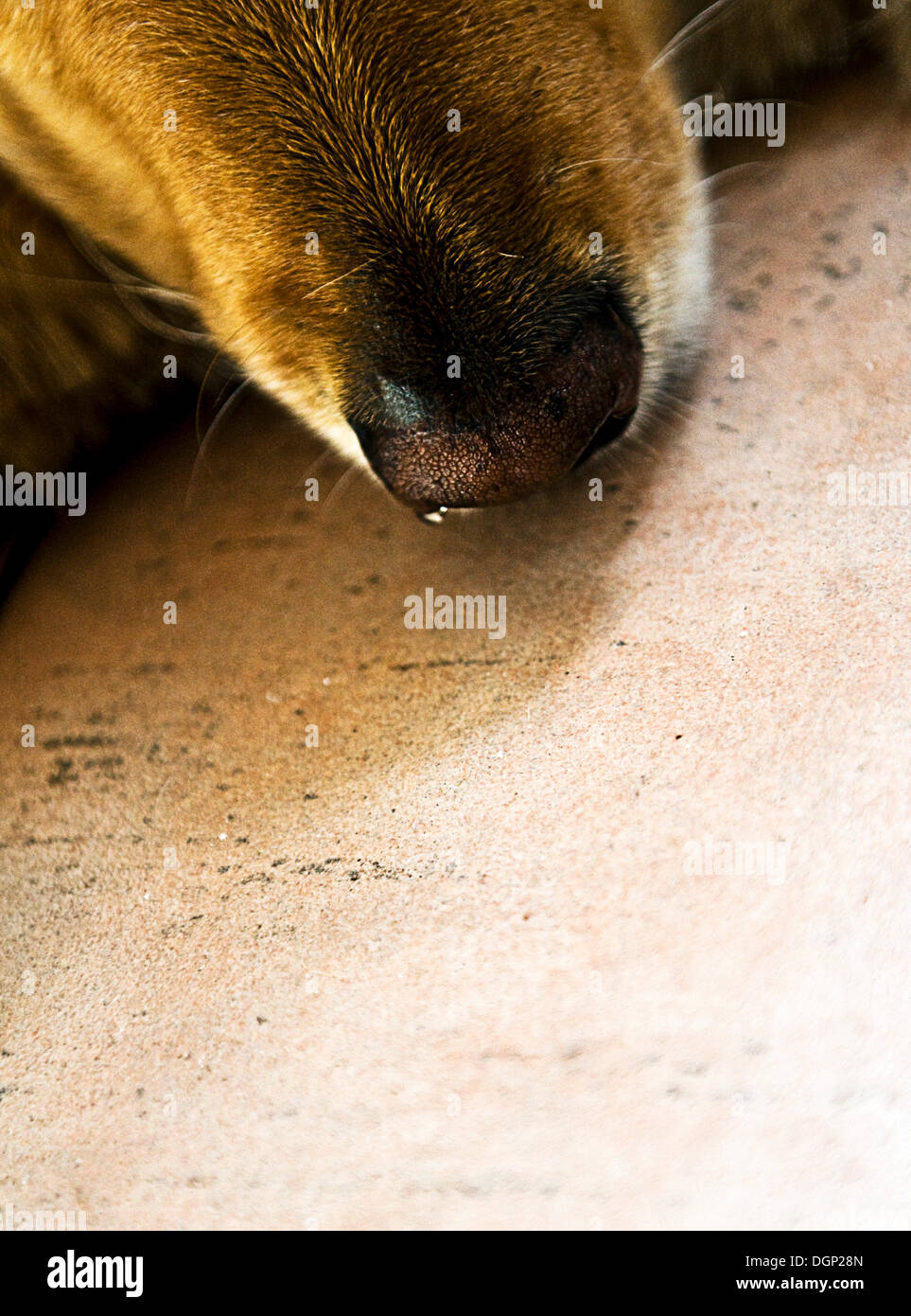 Dogs nose hires stock photography and images Alamy