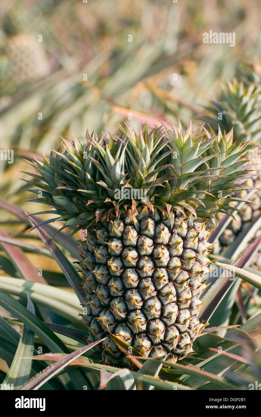 Pineapples (Ananas comosus) in a farm Stock Photo Alamy