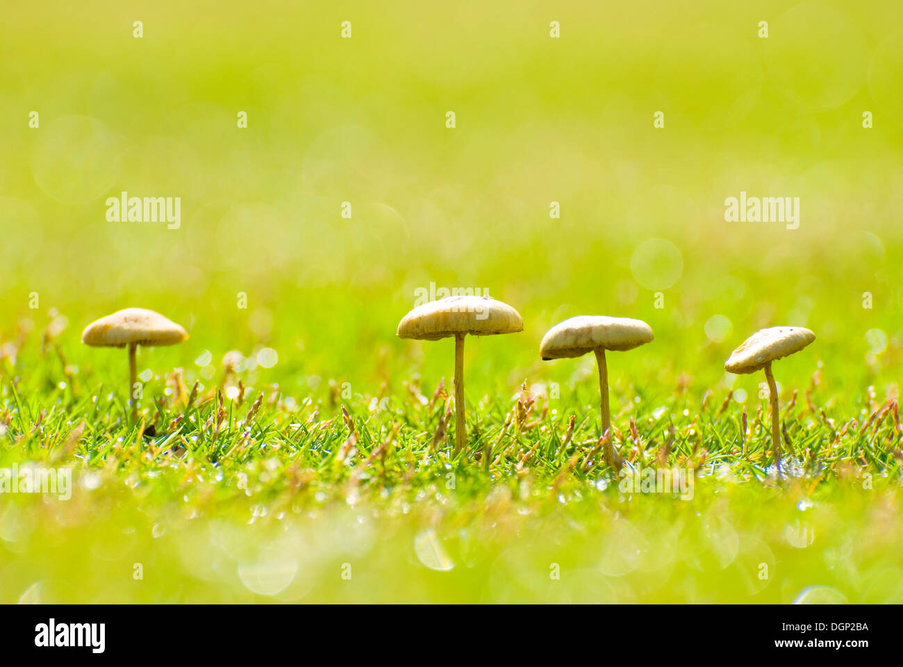 Mushrooms growing on grass Stock Photo Alamy