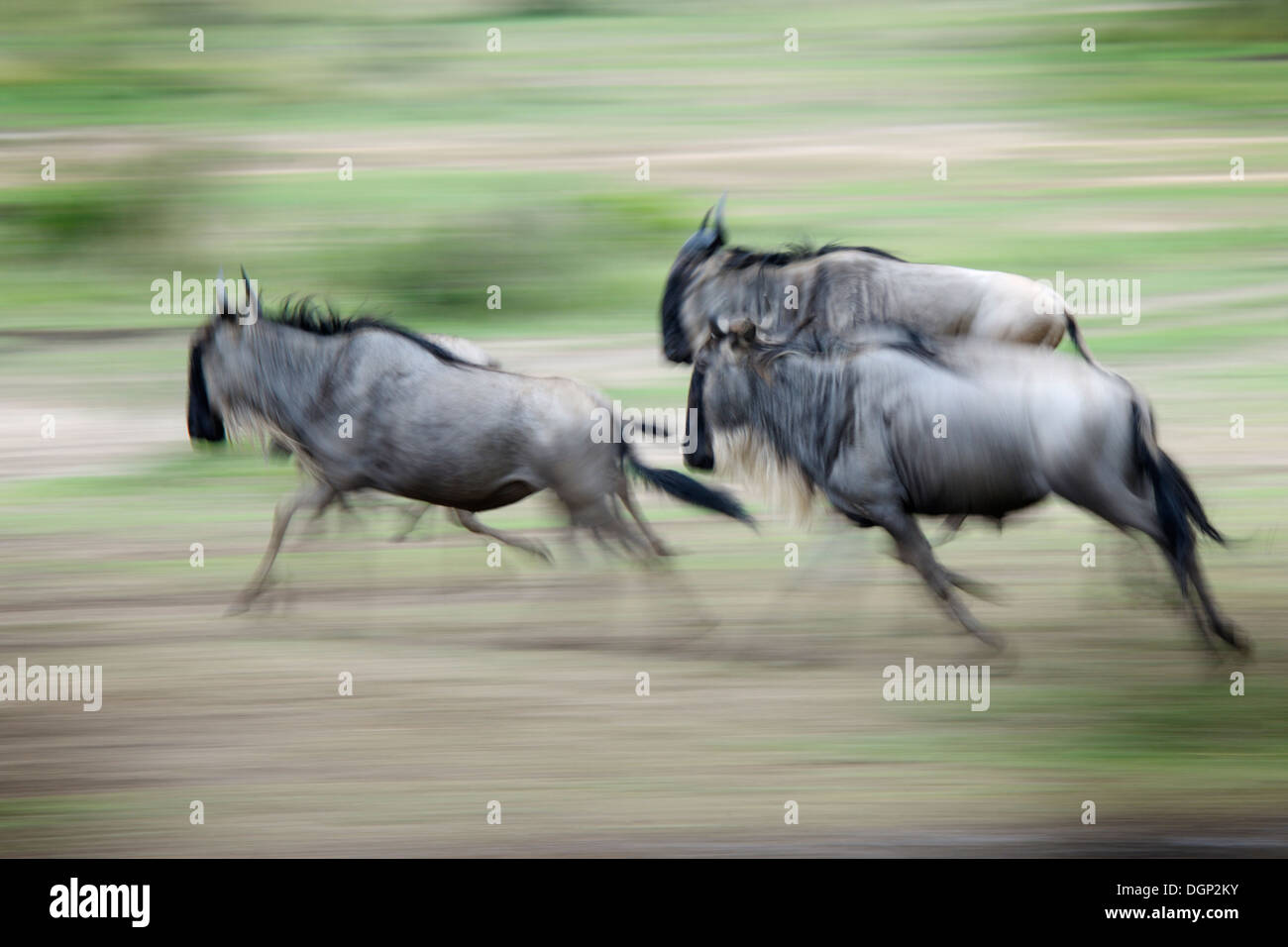 Wildebeest running on grass with slow shutter speed. Stock Photo