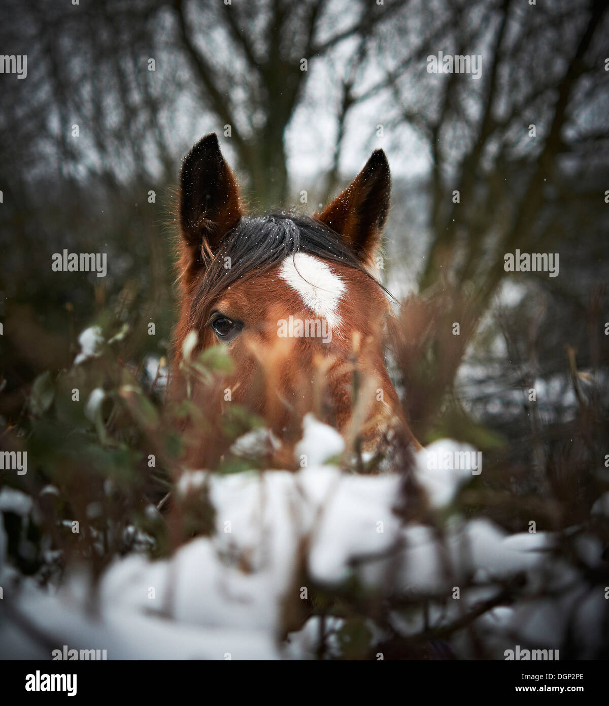 A Horse looking over a snow covered hedge, with pricked up ears Stock Photo
