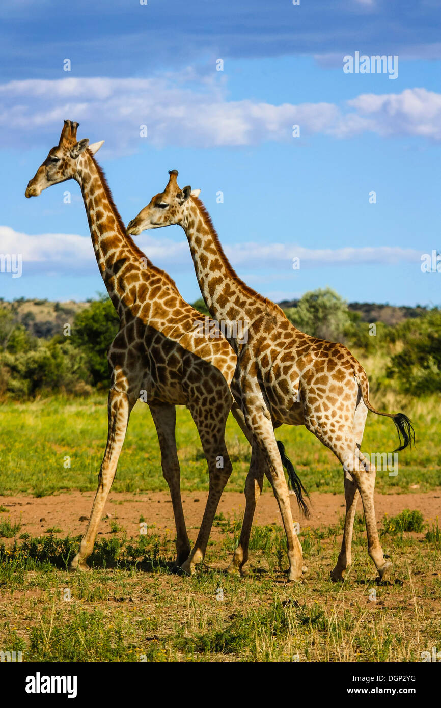 Couple giraffes in savannah africa hi-res stock photography and images ...