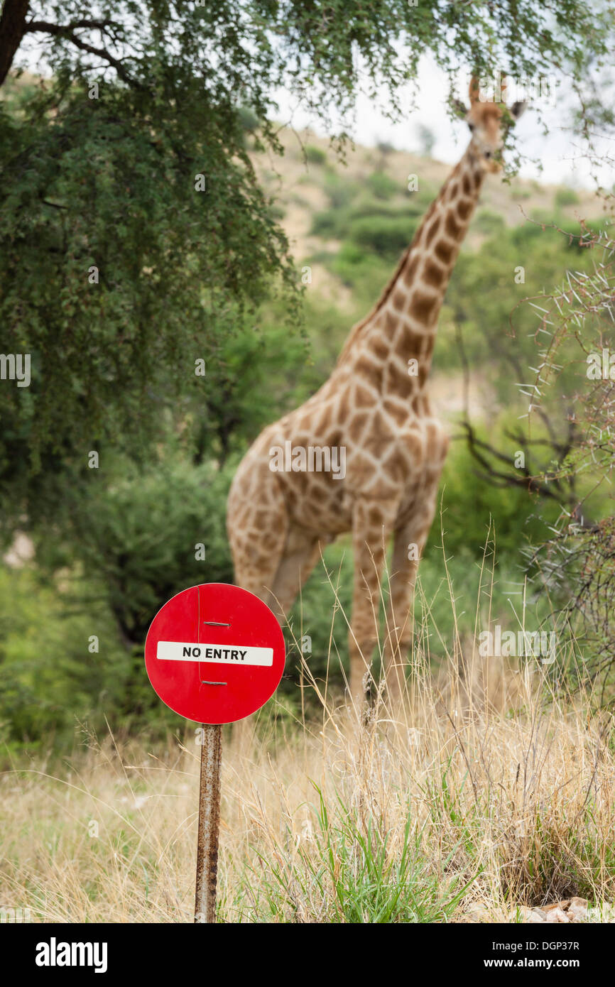 Sign Daan Giraffe (Giraffa camelopardalis) standing behind a