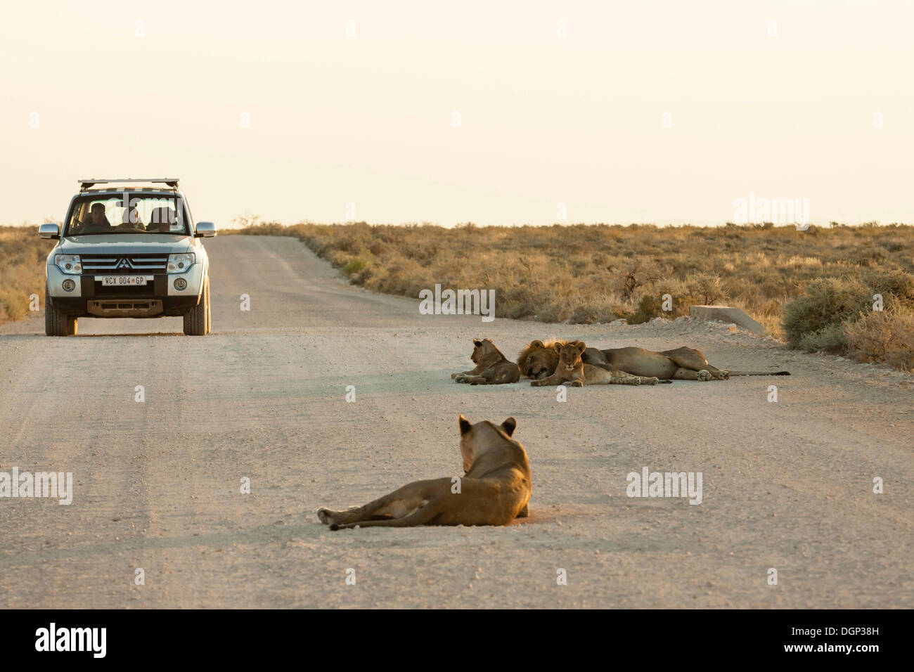 Lion (Panthera leo), pride of lions lying on road, SUV in the back, Etosha National Park, Namibia Stock Photo