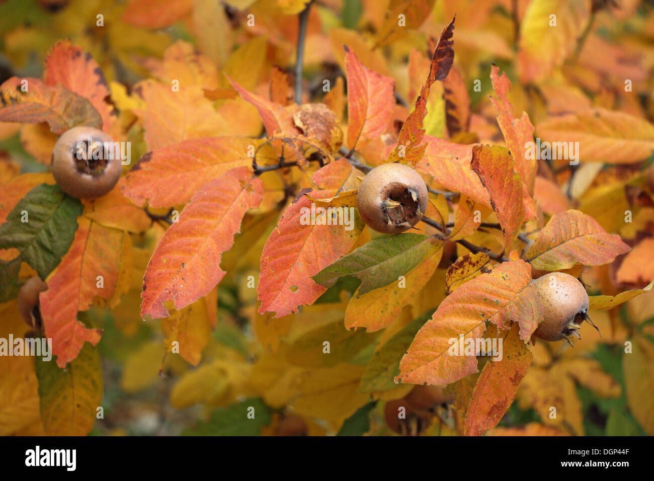 A medlar tree with ripe fruits in autumn Stock Photo