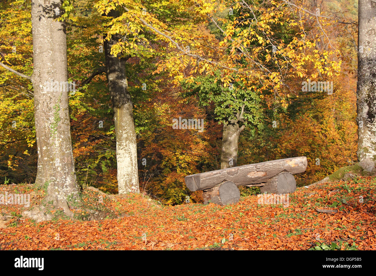 Wooden bench in the woods, a nice sunny autumn day Stock Photo - Alamy
