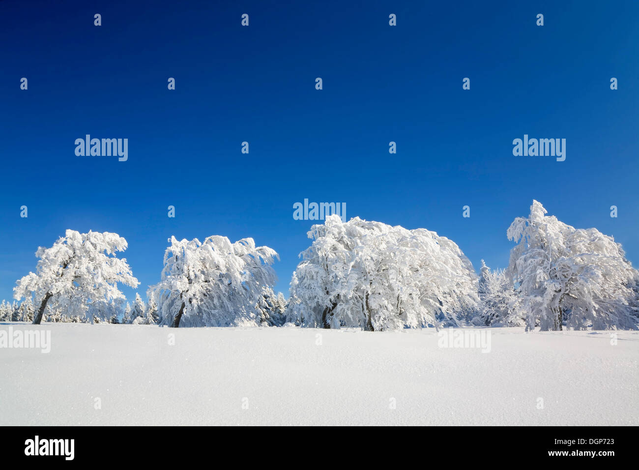 Beech (Fagus sylvatica) trees bent over with snow, Schauinsland mountain, Black Forest, Baden-Wuerttemberg Stock Photo