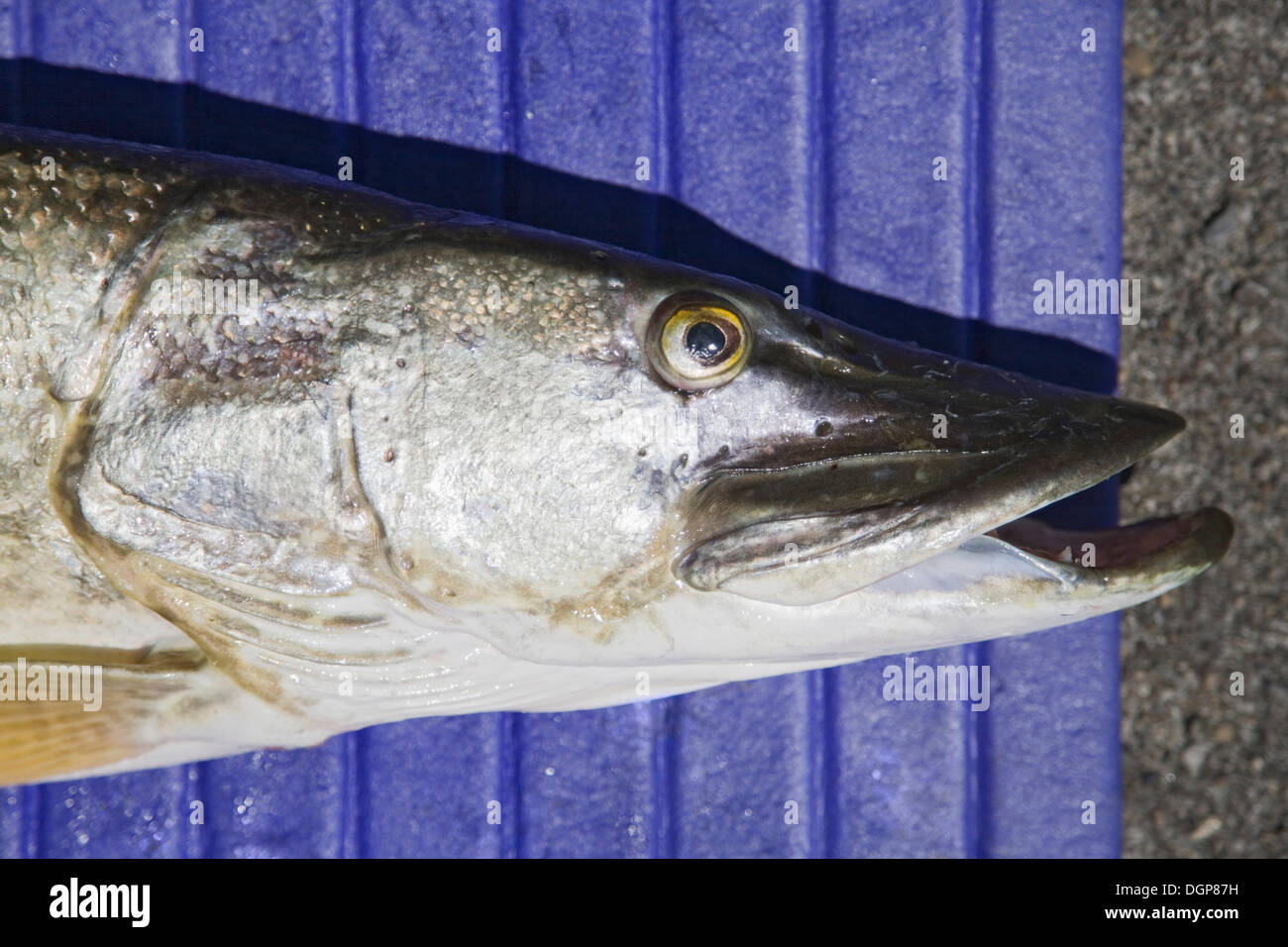 Lake constance fish hires stock photography and images Alamy