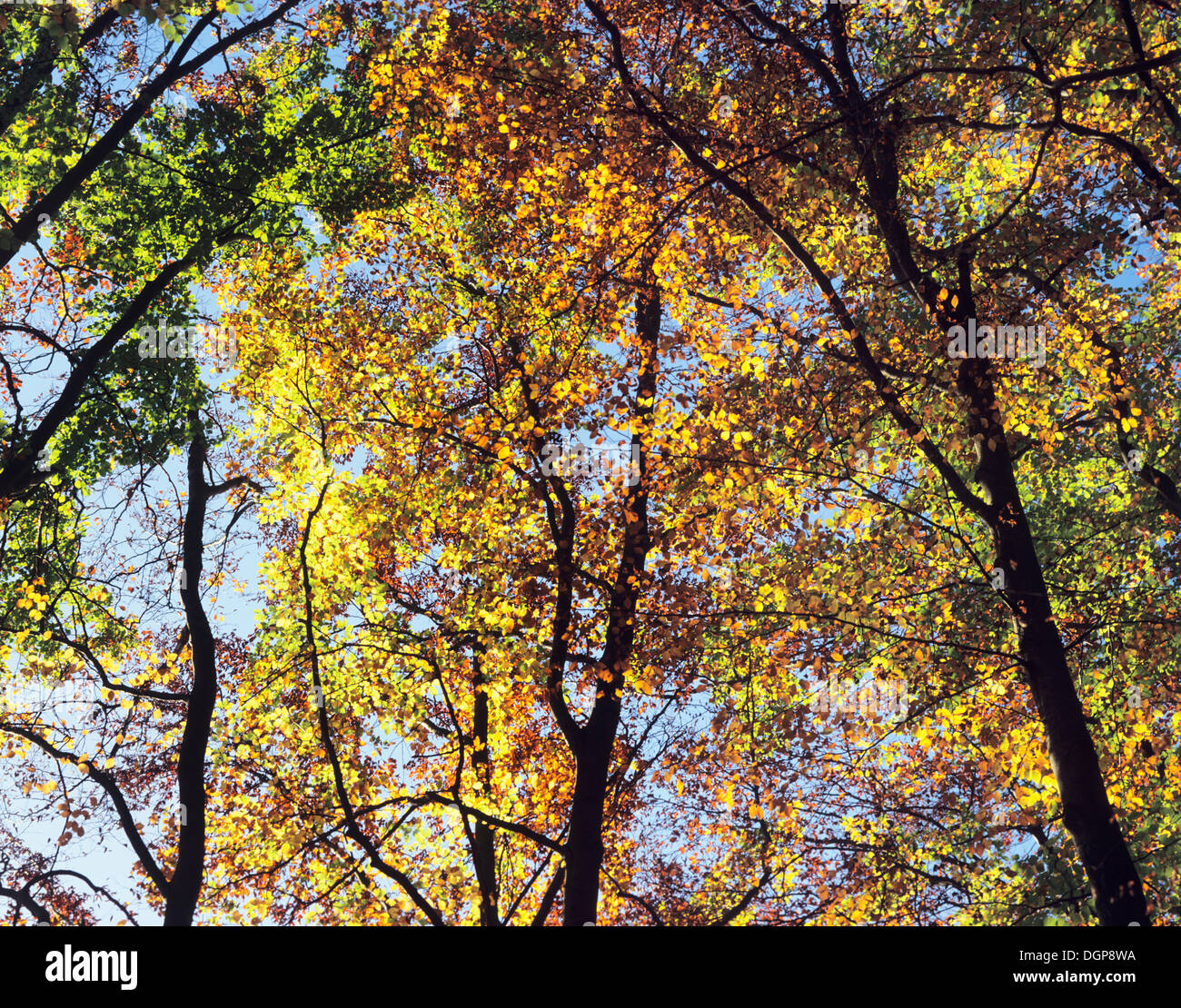 Fall autumn forest forests hi-res stock photography and