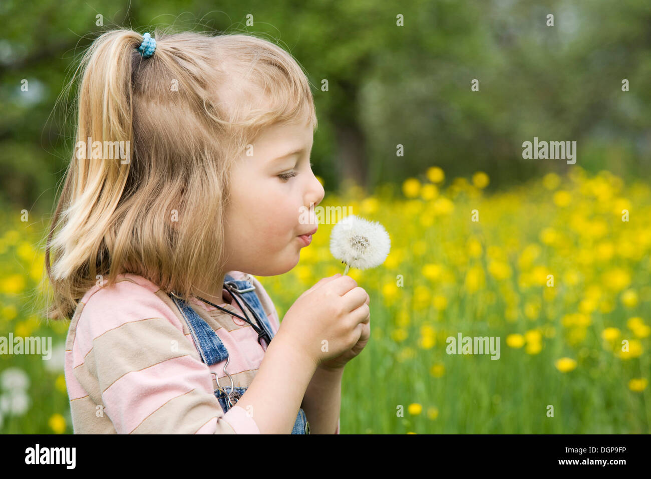 Girl sitting on a meadow holding a dandelion clock, portrait Stock Photo