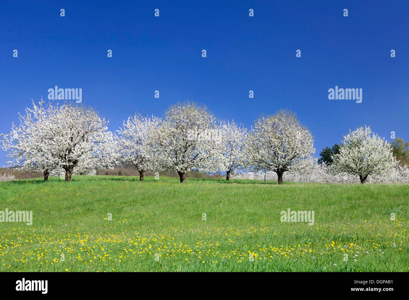 Blooming cherry trees in valley hi-res stock photography and images - Alamy
