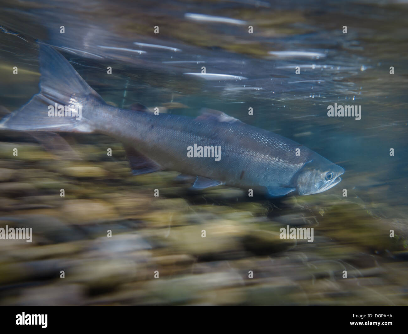 Salmon swimming up hires stock photography and images Alamy