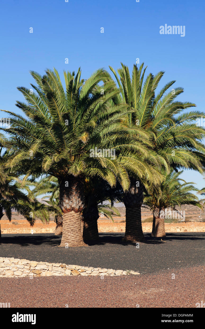 Palm trees in the lava gardens of the Centro de Artesania Molino de Antigua open-air museum, Antigua, Fuerteventura Stock Photo