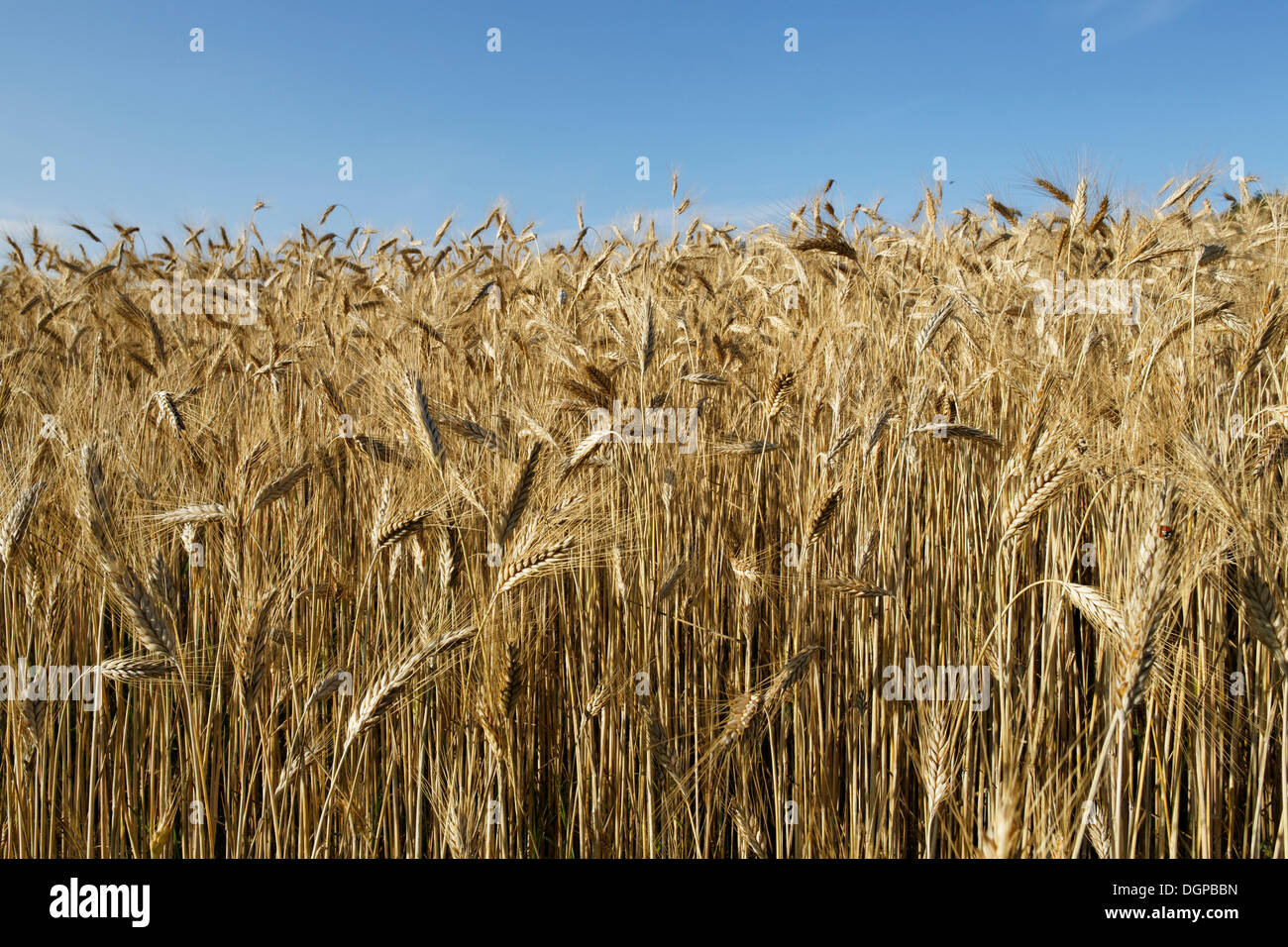 Rye, rye field, Upper Austria, Austria, Europe Stock Photo