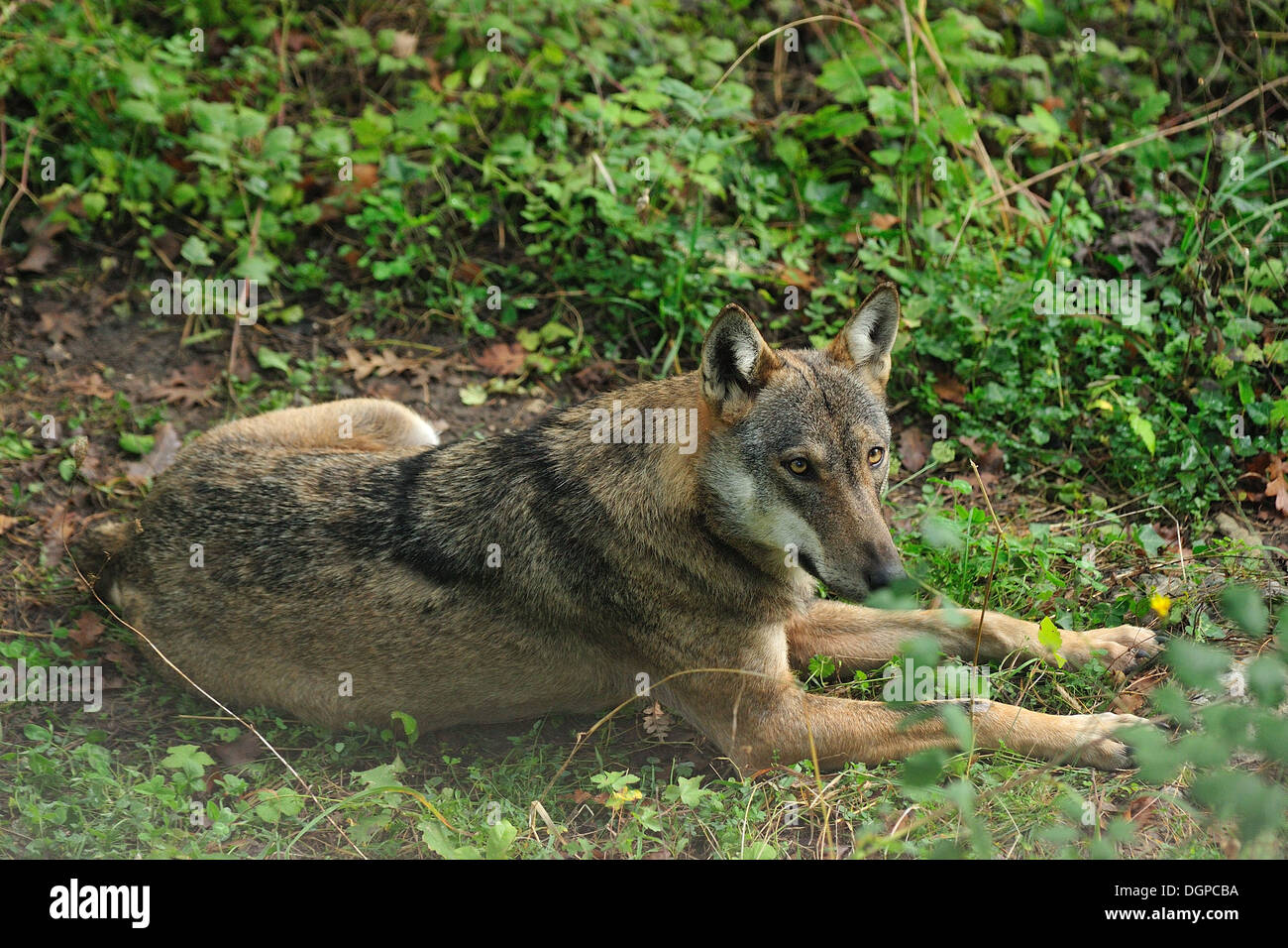 Italian Wolf Canis lupus italicus, Canidae, Abruzzo National Park, Italy Stock Photo