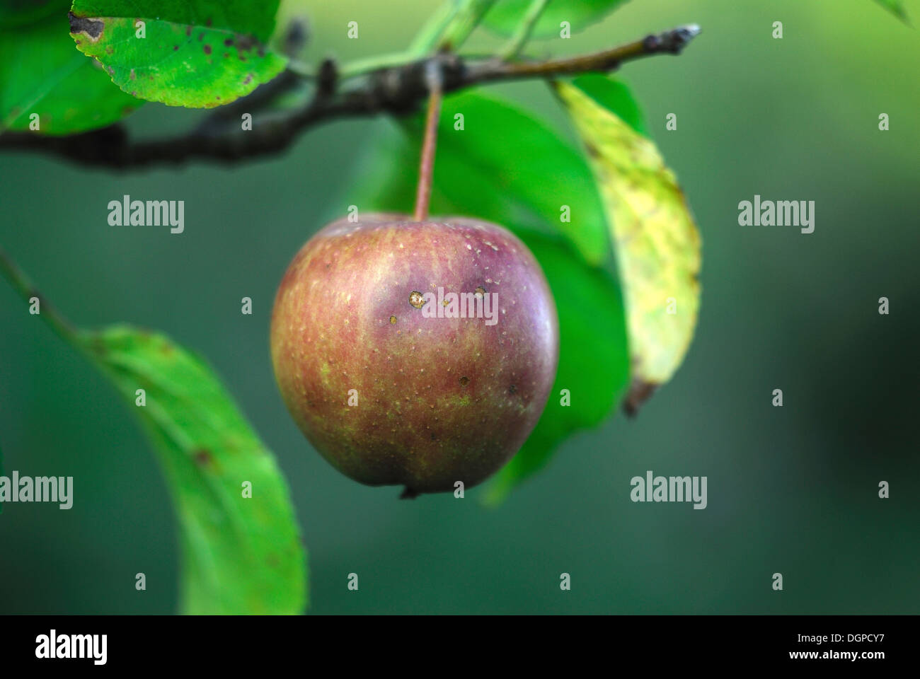 A single Golden Delicious apple growing on a tree UK Stock Photo