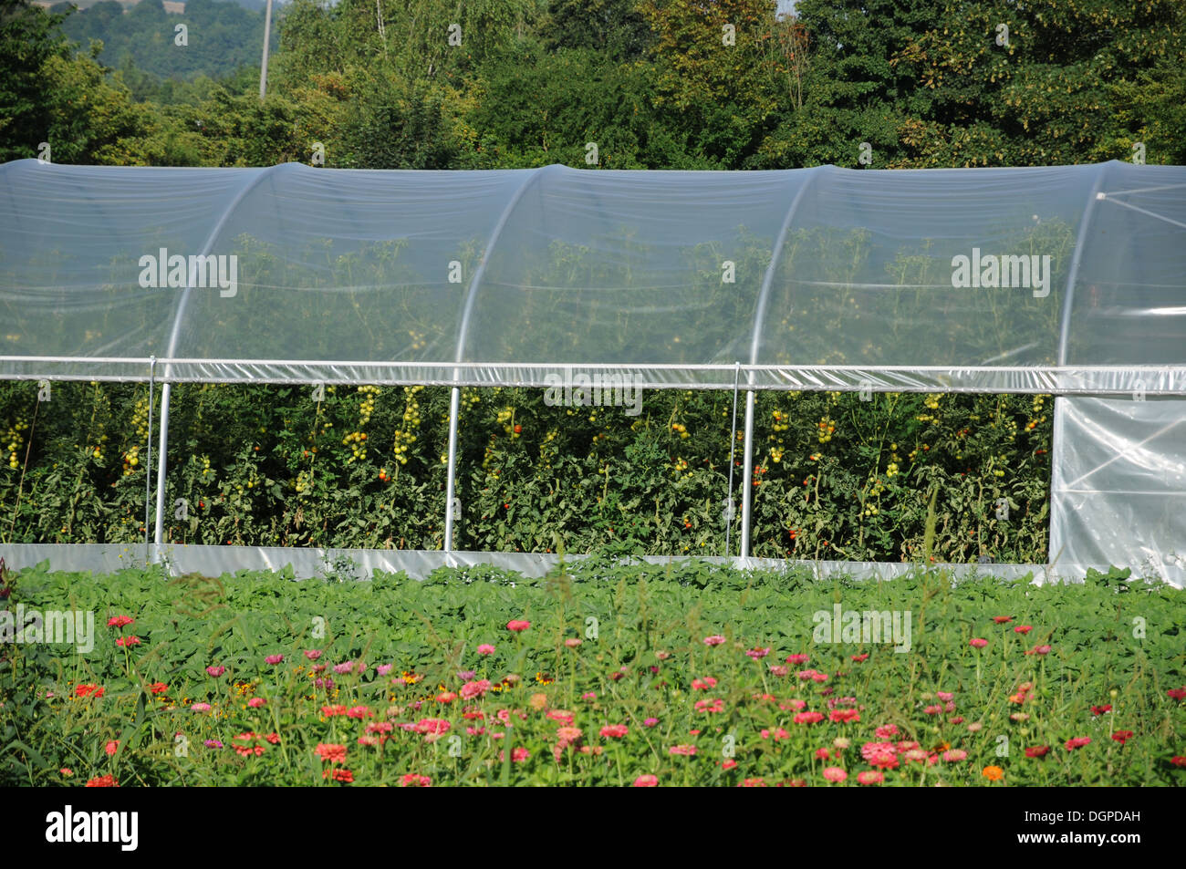 Tomatoes Stock Photo