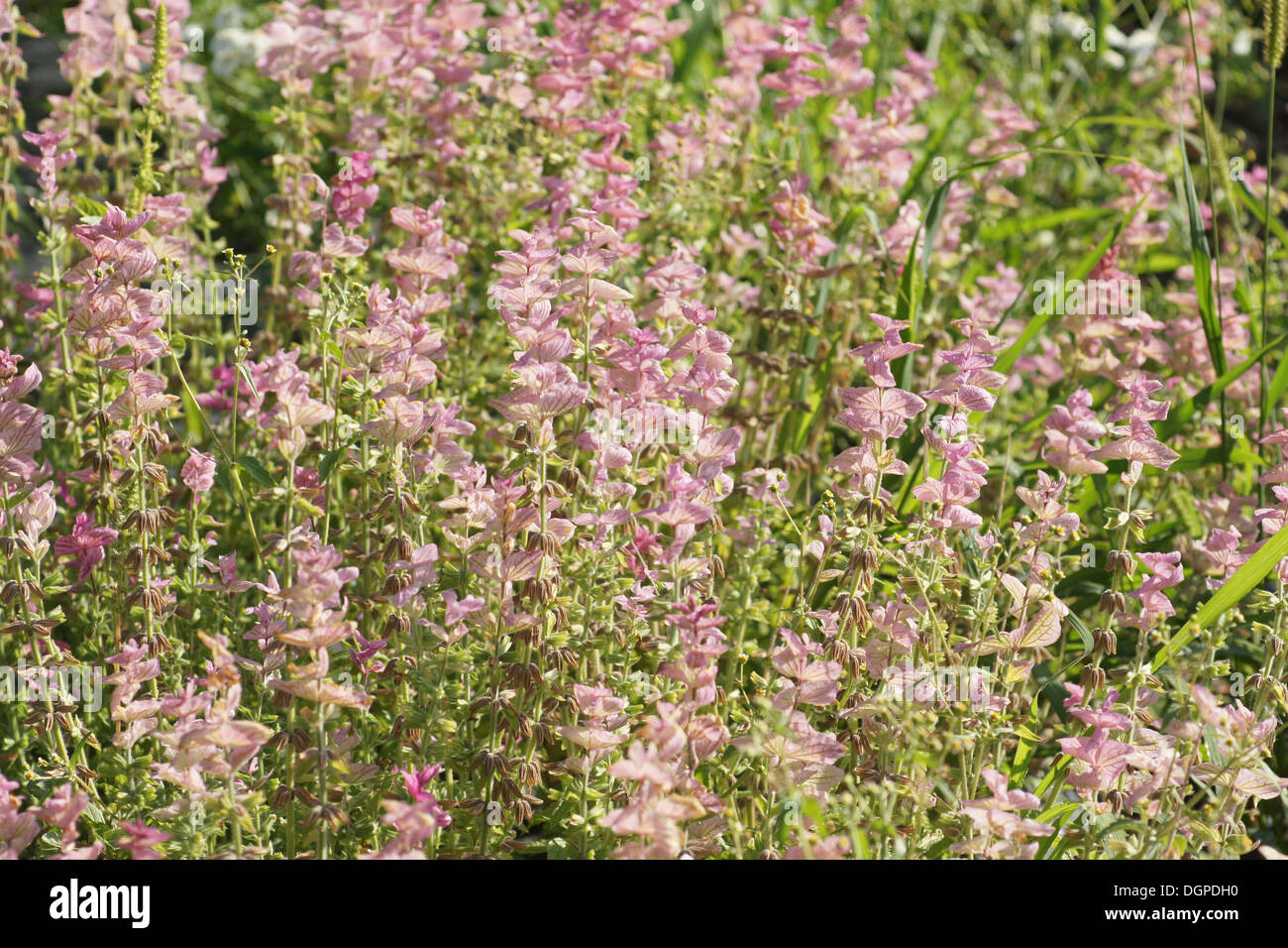 Annual Clary Stock Photo