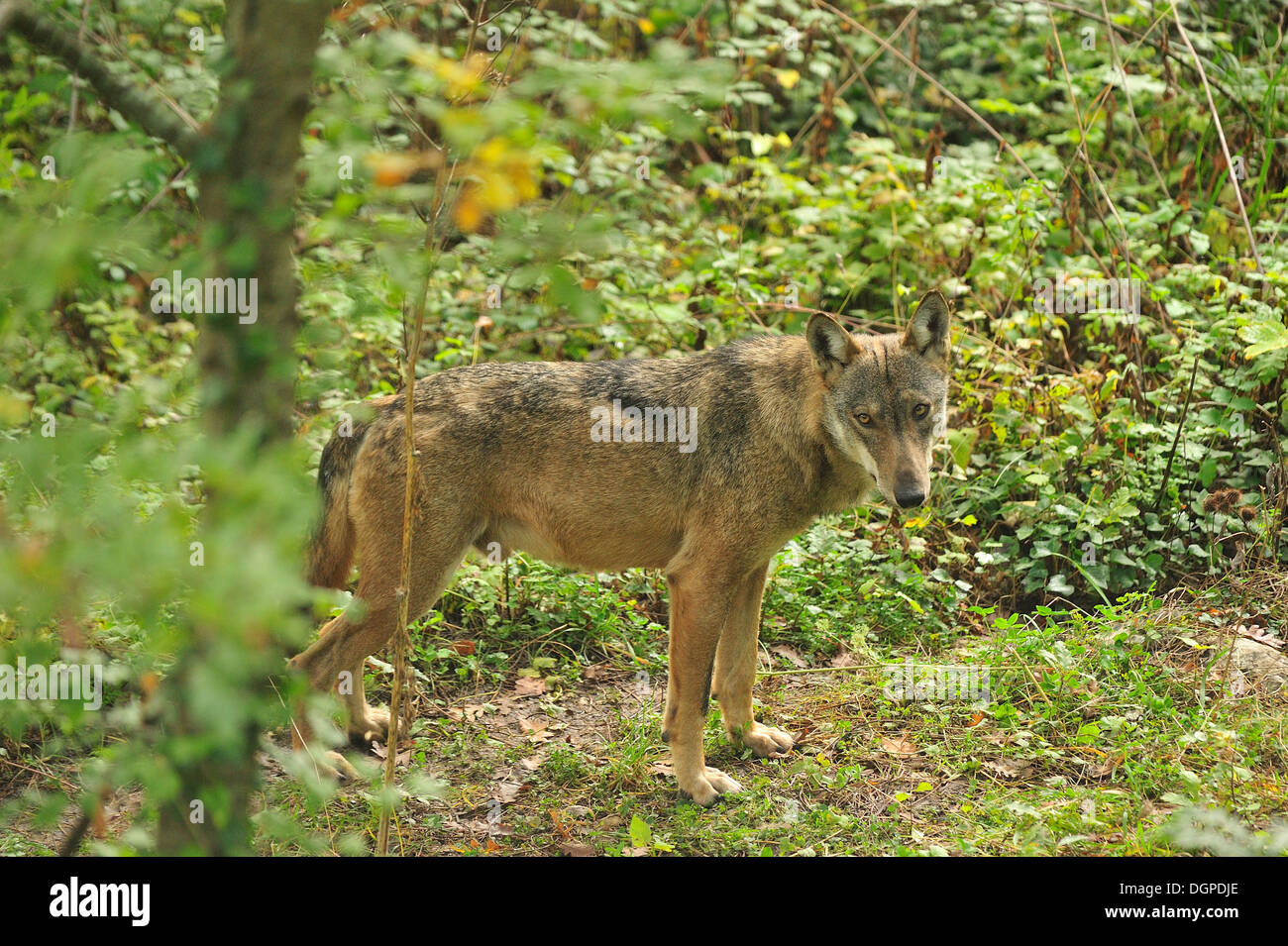 Italian Wolf Canis lupus italicus, Canidae, Abruzzo National Park, Italy Stock Photo