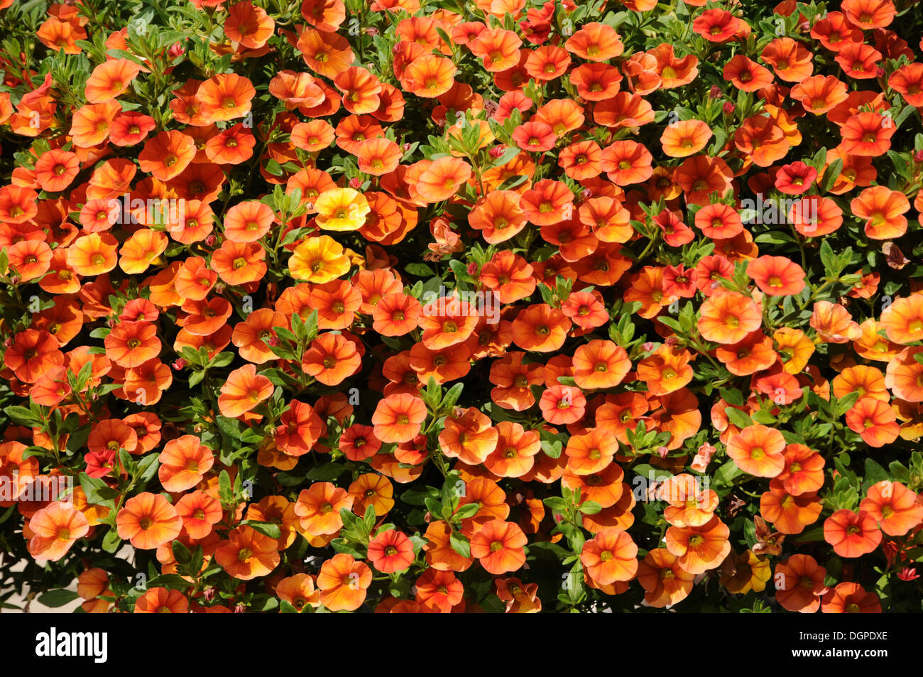 Calibrachoa Stock Photo Alamy