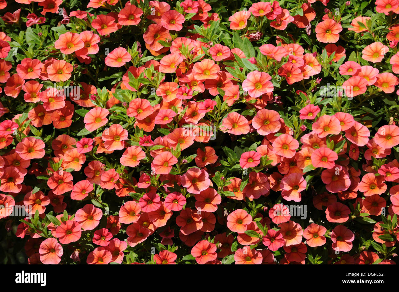 Calibrachoa Stock Photo