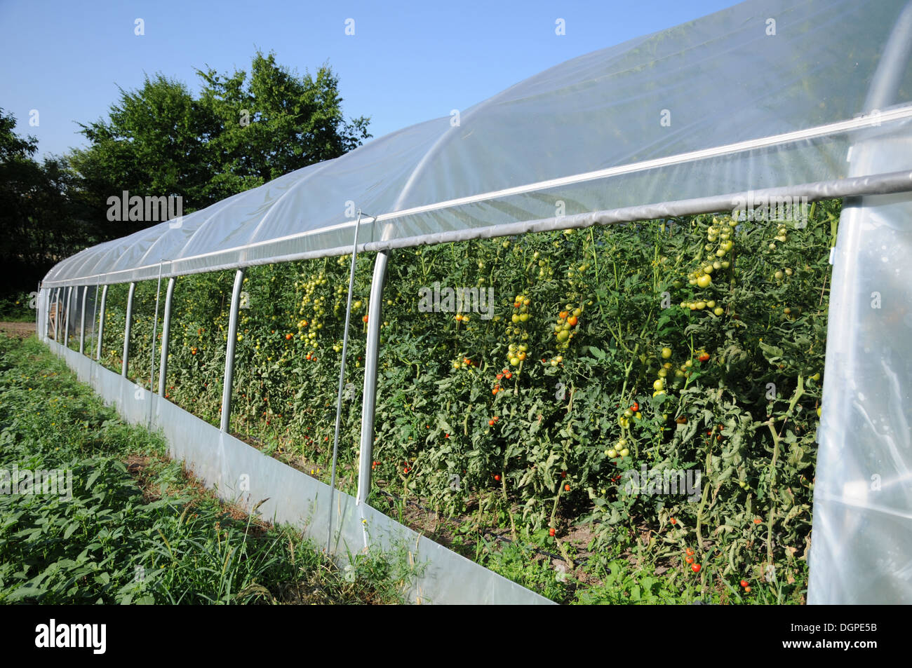 Tomatoes Stock Photo