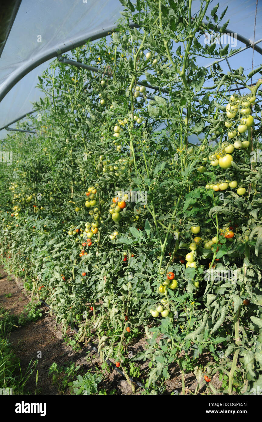 Tomatoes Stock Photo