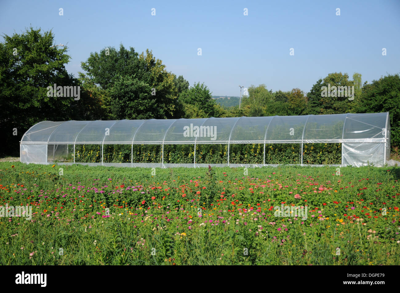 Tomatoes in a greenhouse Stock Photo
