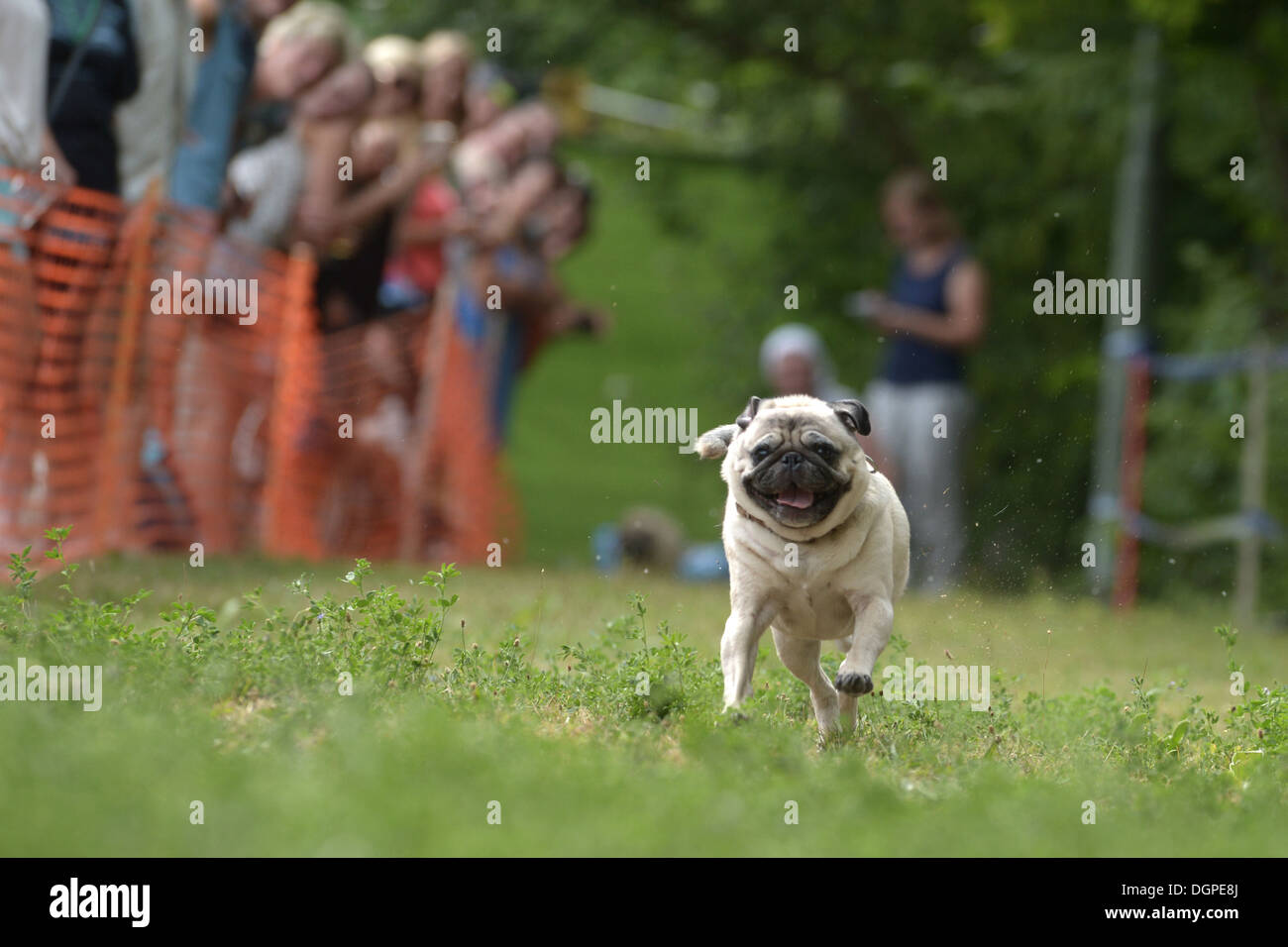 Berlin, Germany, when a pug Mopsrennen Stock Photo